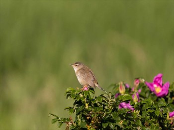 Middendorff's Grasshopper Warbler 北海道の原生花園 Tue, 6/28/2022