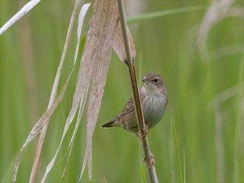 Lanceolated Warbler 北海道の原生花園 Tue, 6/28/2022