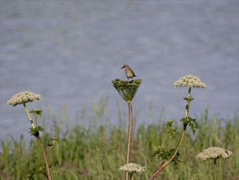 Siberian Rubythroat 北海道の原生花園 Tue, 6/28/2022