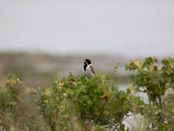 Common Reed Bunting 北海道の原生花園 Tue, 6/28/2022