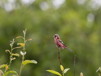 Siberian Long-tailed Rosefinch 北海道の原生花園 Mon, 6/27/2022