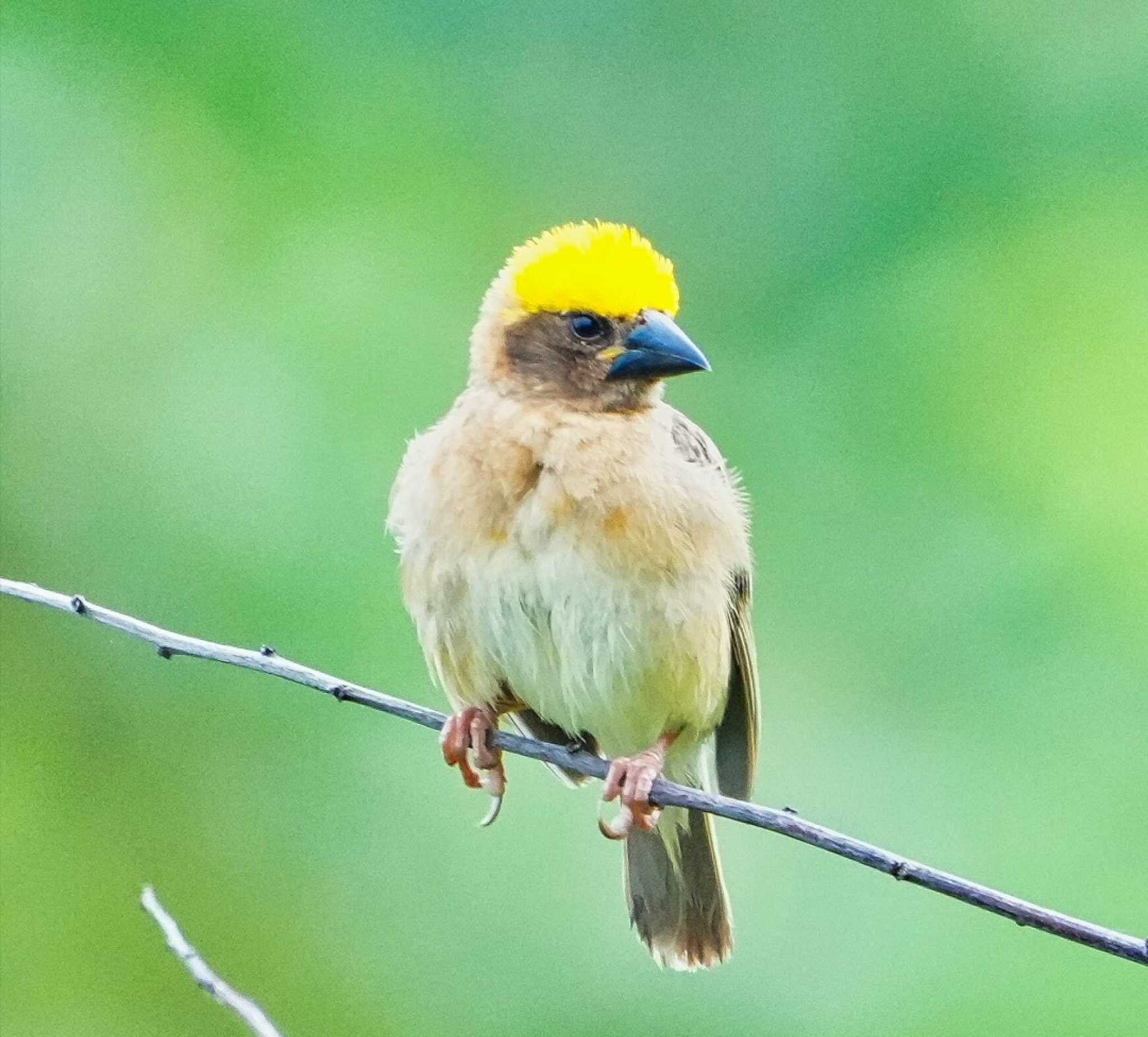 Baya Weaver