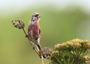 Siberian Long-tailed Rosefinch 北海道 Sun, 7/31/2022