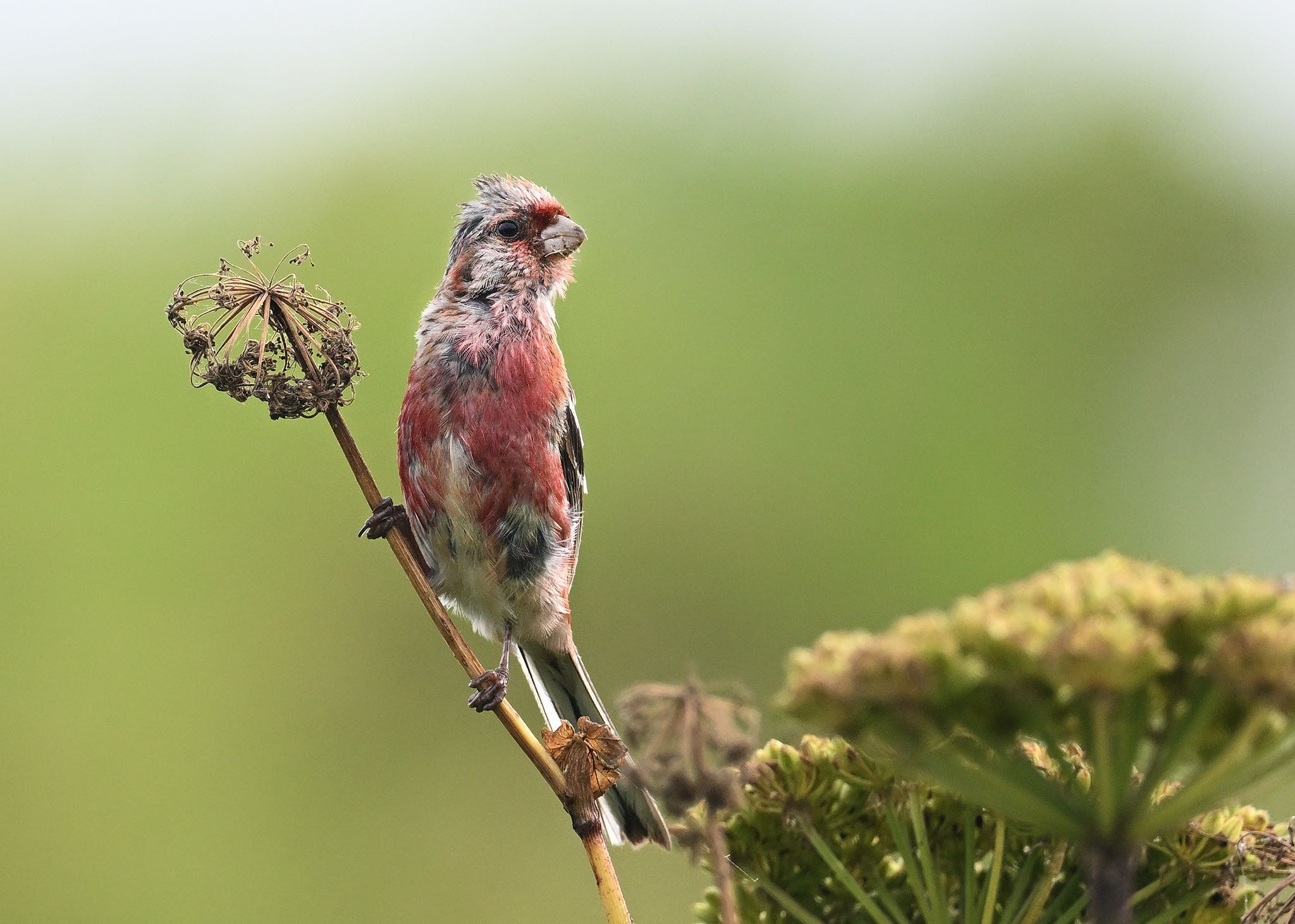 Photo of Siberian Long-tailed Rosefinch at 北海道 by はるる