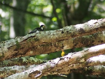 2022年8月1日(月) 富士山二合目の野鳥観察記録