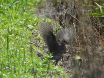 Mon, 8/1/2022 Birding report at 印旛沼