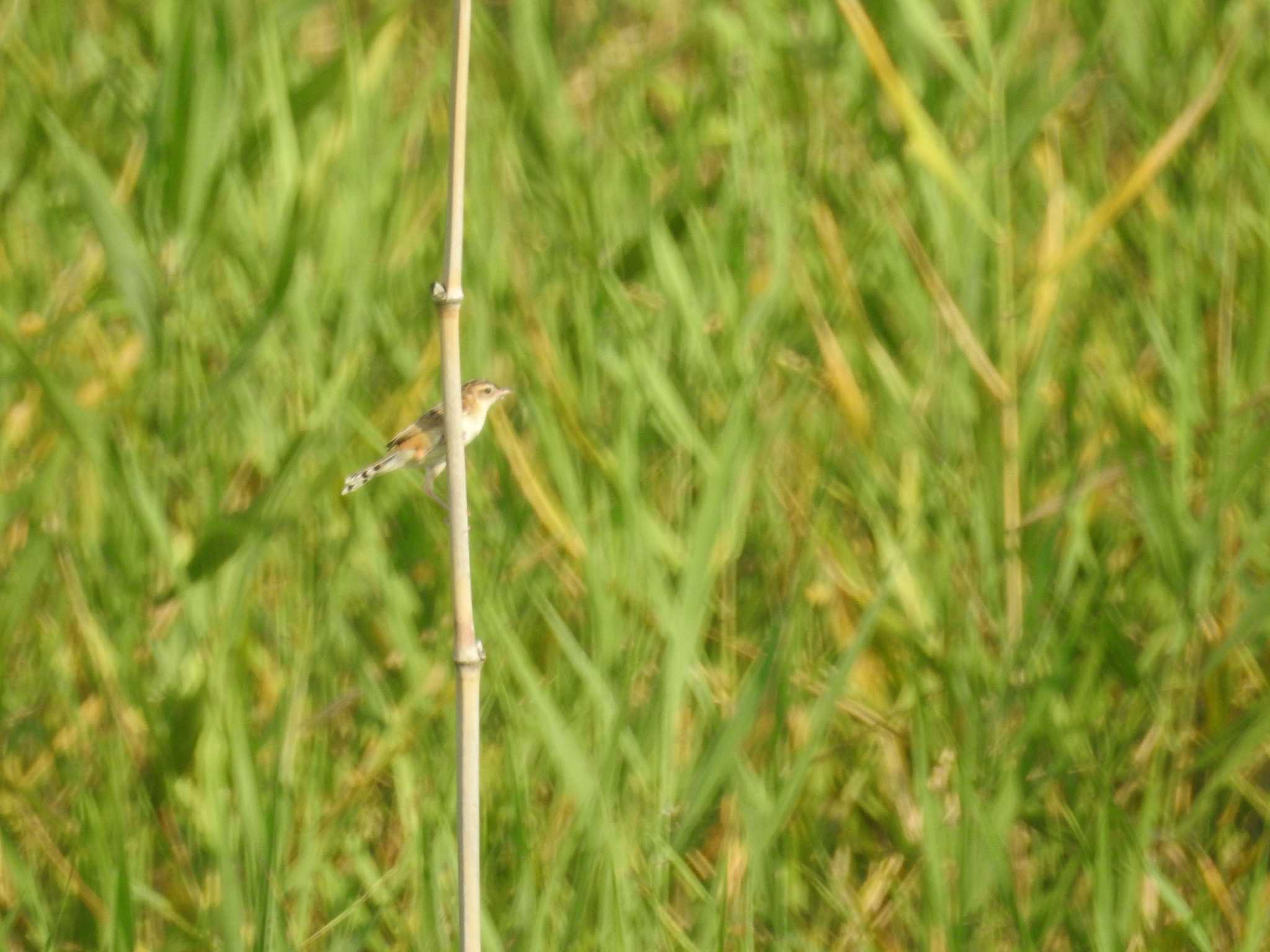 Zitting Cisticola