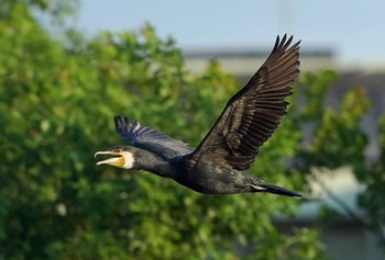 カワウ 入間川(広瀬橋付近) 2022年7月25日(月)