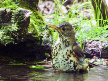 クロツグミ 大洞の水場 2022年8月2日(火)