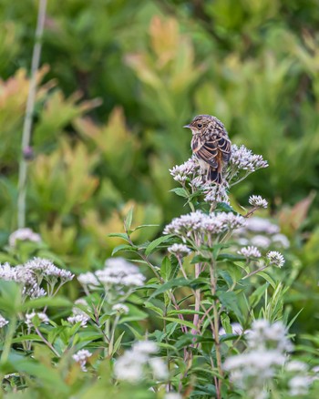 Amur Stonechat 長野県 Sun, 7/24/2022