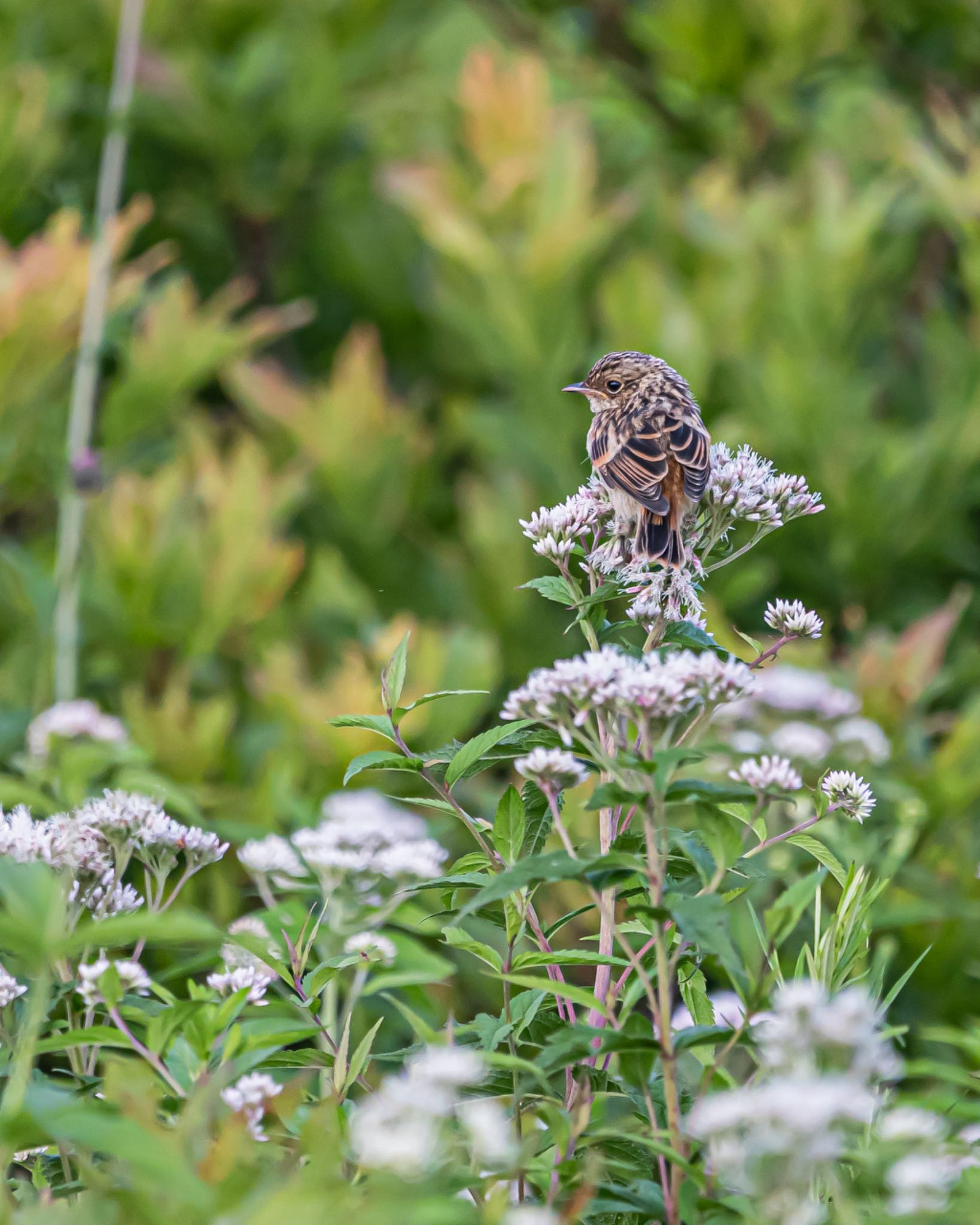 Photo of Amur Stonechat at 長野県 by アカウント3369