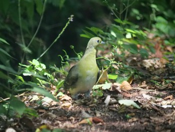 White-bellied Green Pigeon 秩父 Mon, 7/25/2022