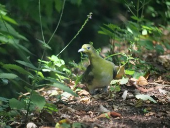 White-bellied Green Pigeon 秩父 Mon, 7/25/2022