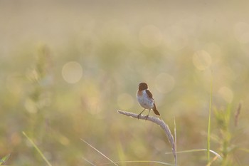 Amur Stonechat 北海道 Sat, 7/30/2022