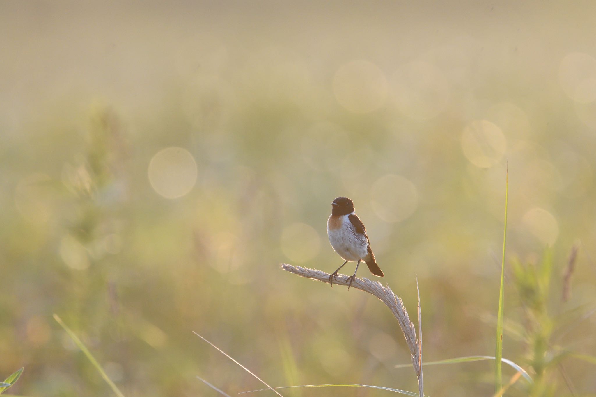 Photo of Amur Stonechat at 北海道 by あん子