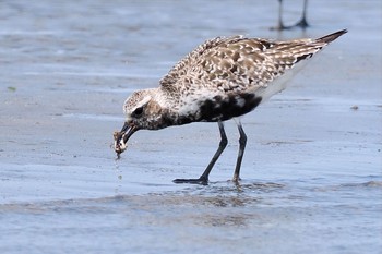 Grey Plover Sambanze Tideland Sun, 7/31/2022