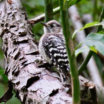 Japanese Pygmy Woodpecker Nishioka Park Wed, 8/3/2022