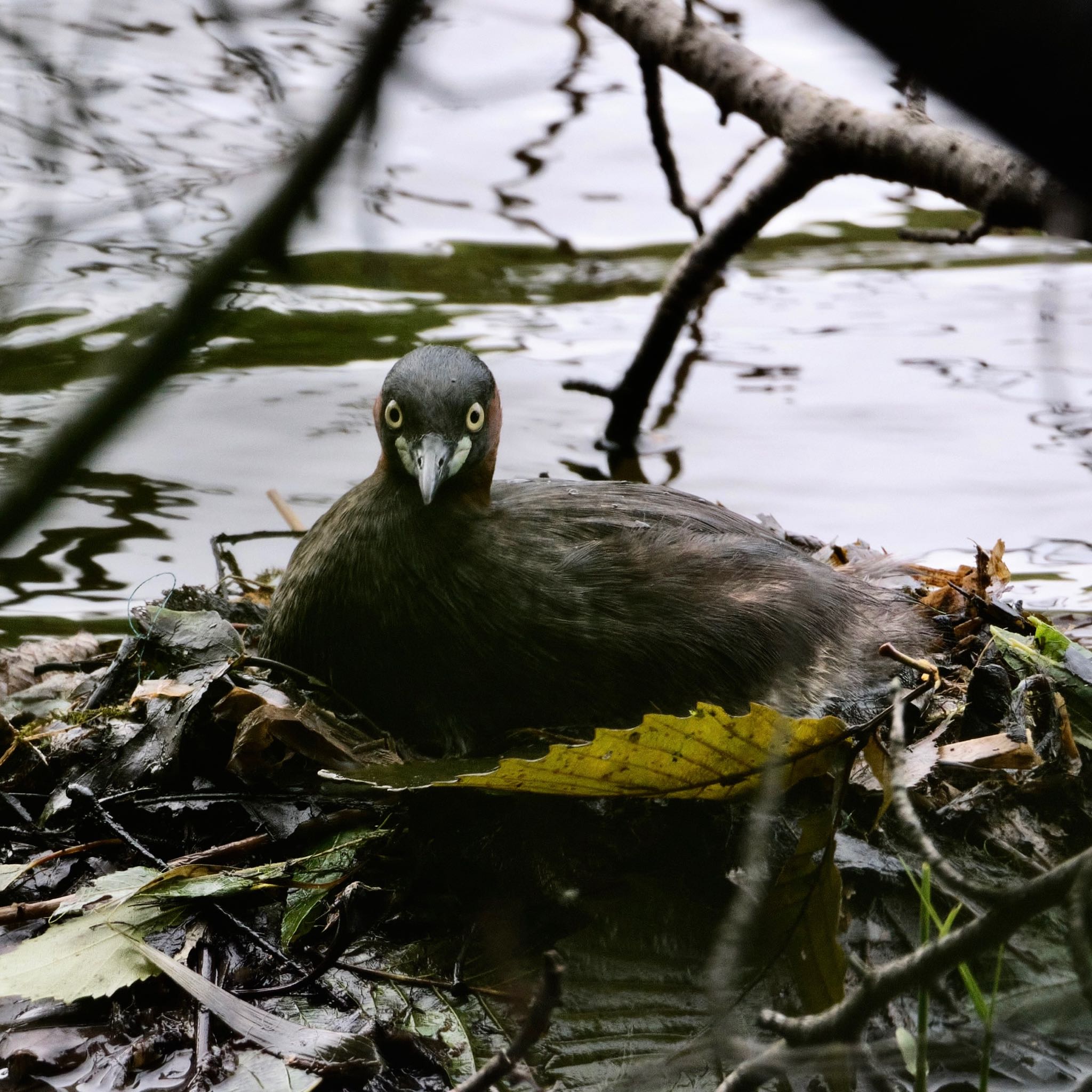 Photo of Little Grebe at Nishioka Park by haha.9535