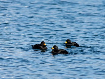 Black Scoter 北海道厚岸町 Wed, 2/26/2014