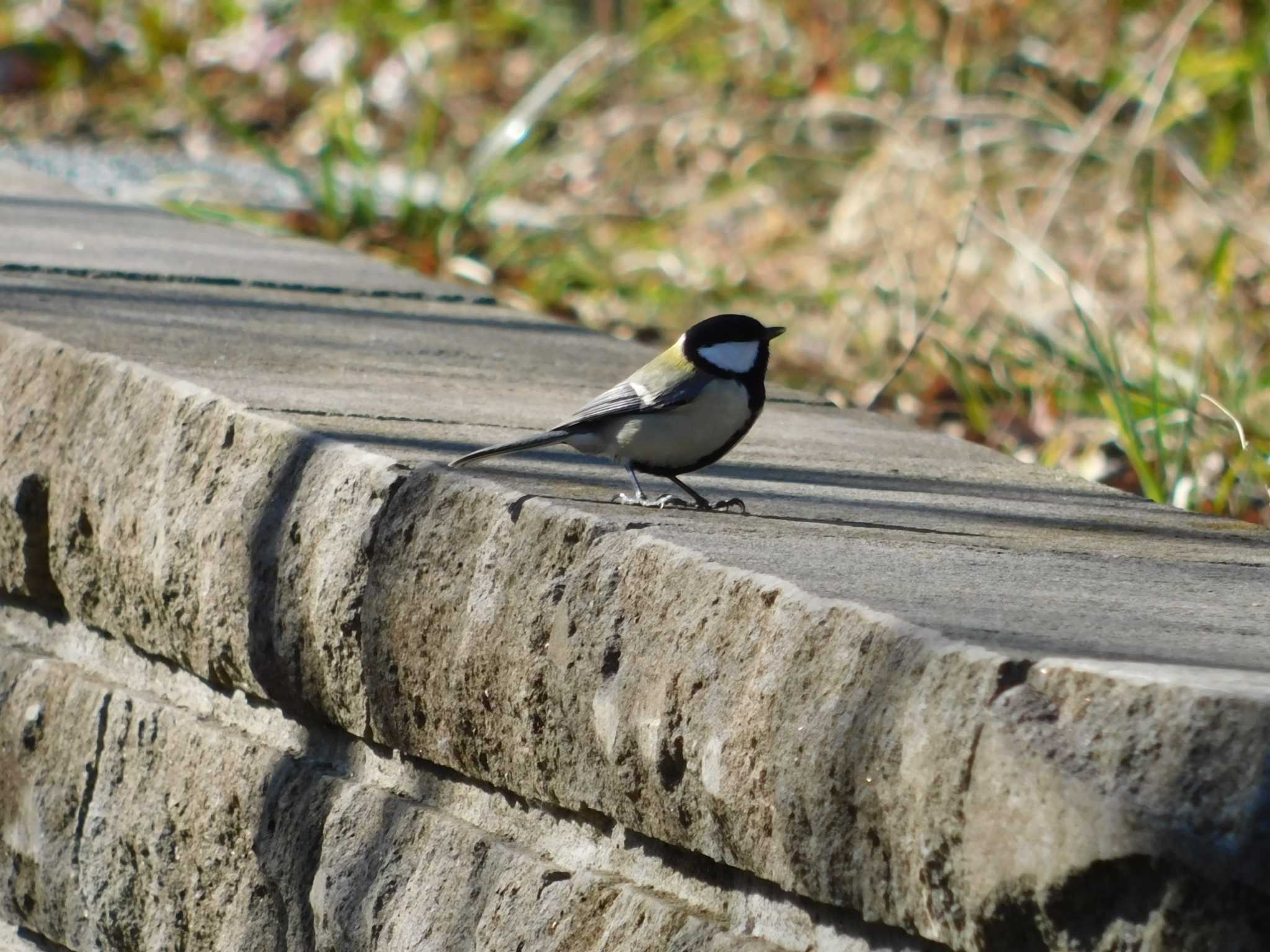  シジュウカラの写真 by Gyu