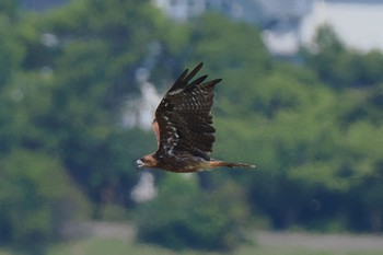 Black Kite Kasai Rinkai Park Sun, 7/31/2022