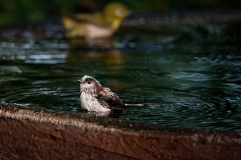 エナガ 権現山(弘法山公園) 2022年8月3日(水)