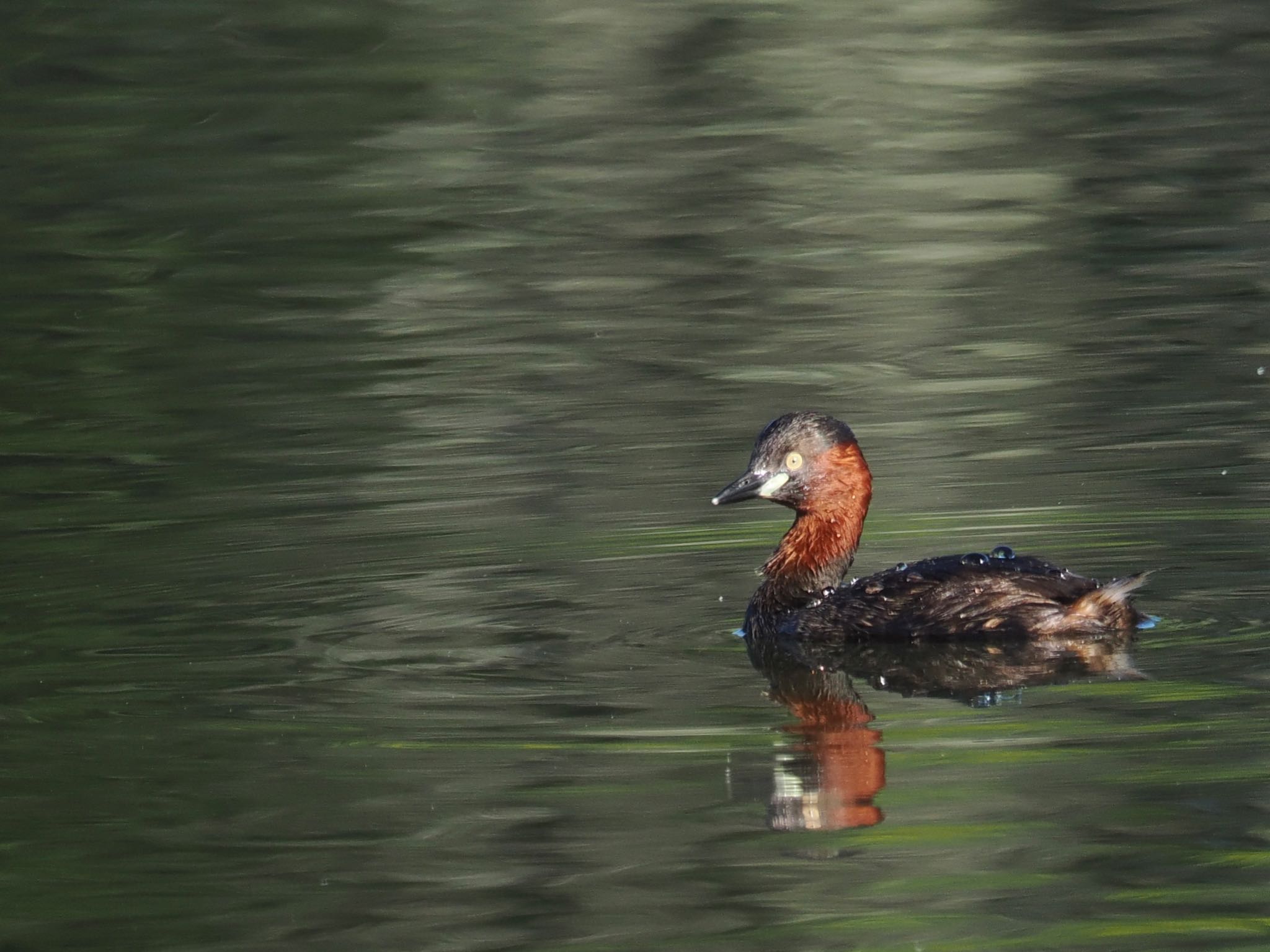 Photo of Little Grebe at 八ヶ岳ふれあい公園 by 青い鳥