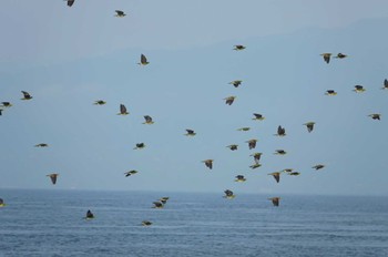 アオバト 大磯照ヶ崎海岸 2022年8月3日(水)