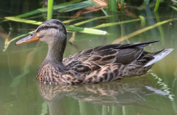 2022年8月3日(水) 千里南公園の野鳥観察記録