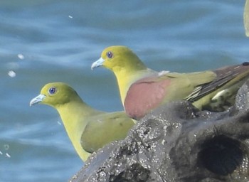 Tue, 8/2/2022 Birding report at Terugasaki Beach