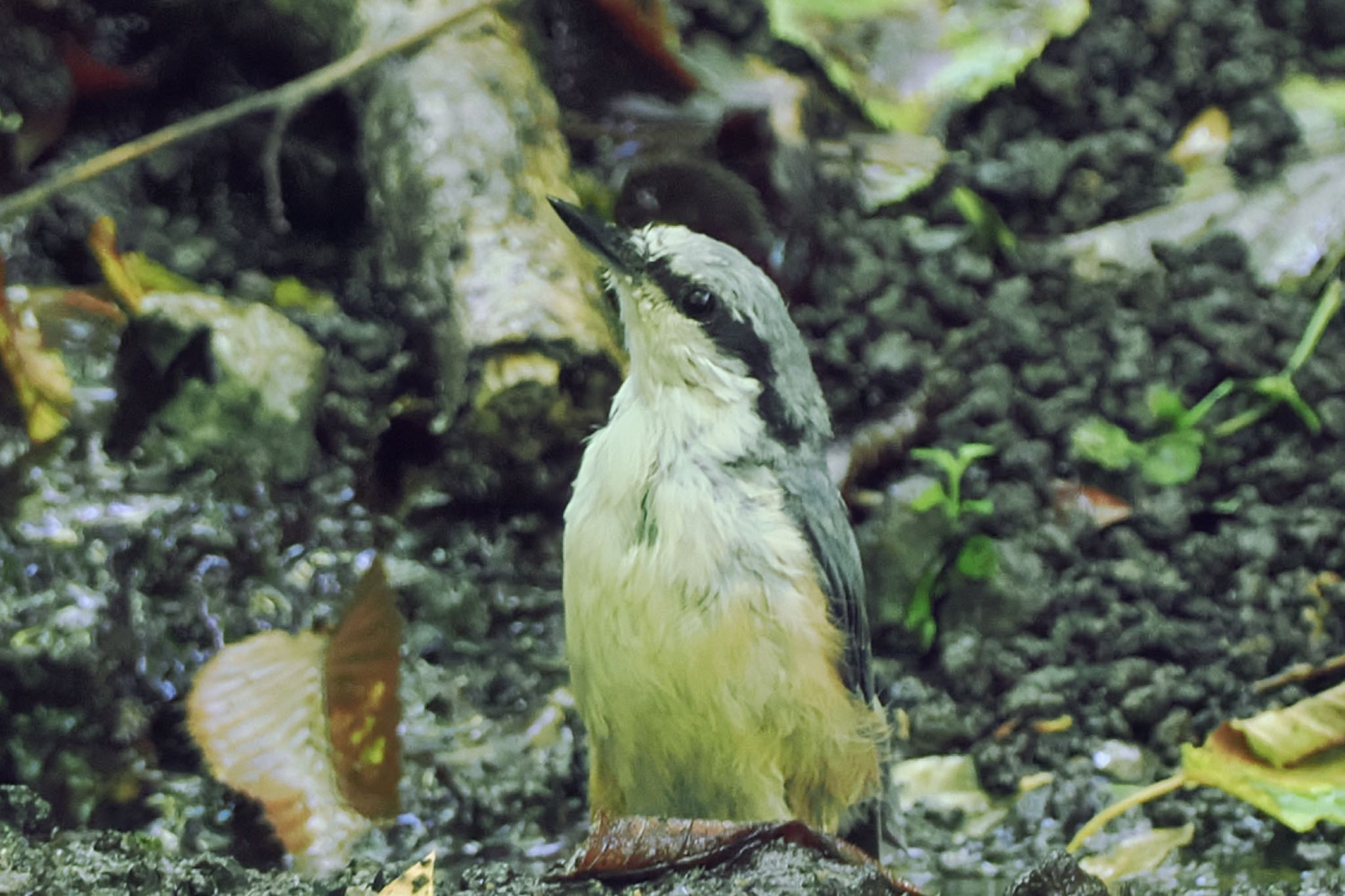 ゴジュウカラ