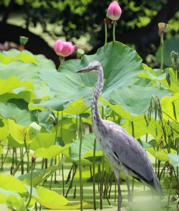 Grey Heron 勧修寺 Sun, 7/31/2022