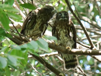 Sun, 7/31/2022 Birding report at 箕面