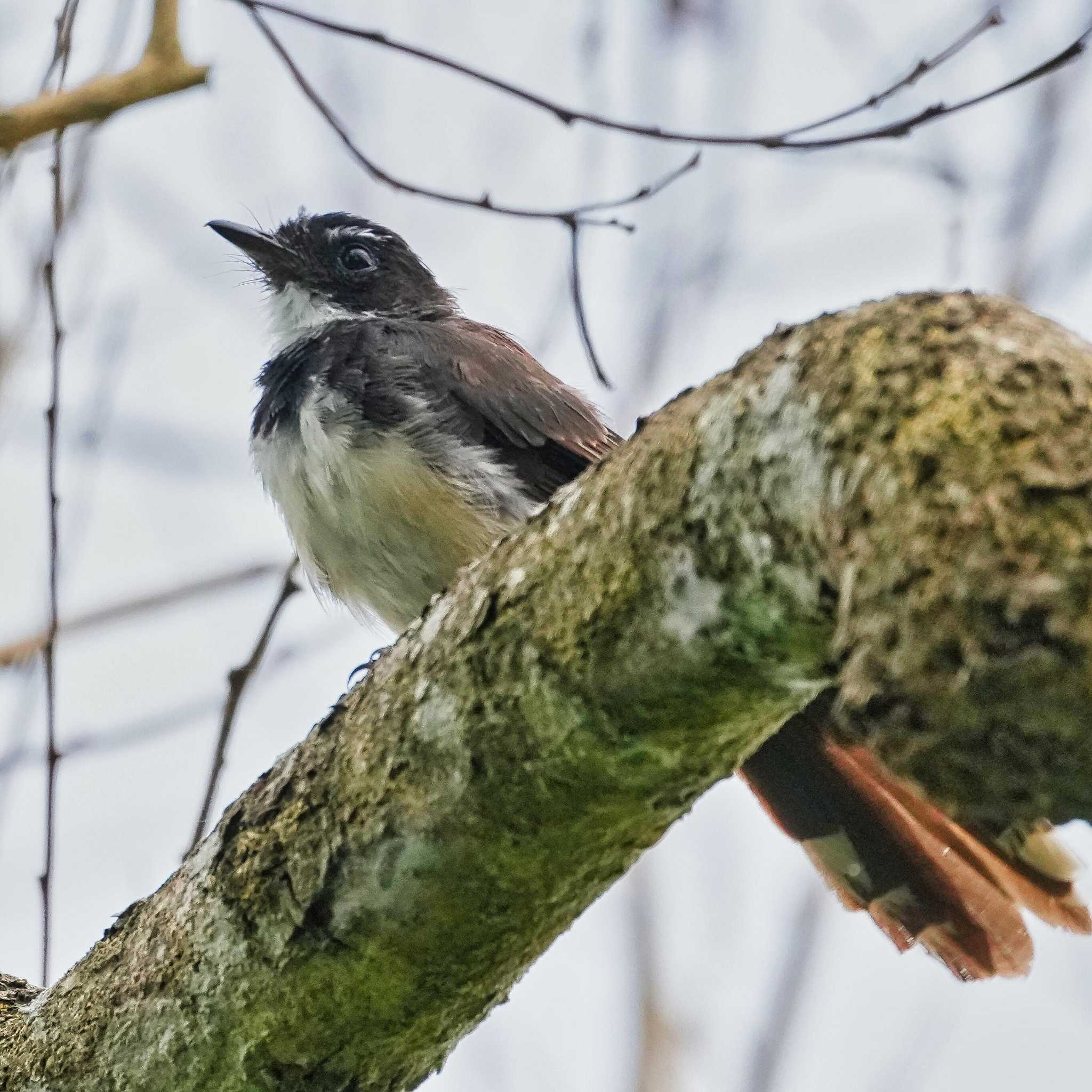 Malaysian Pied Fantail