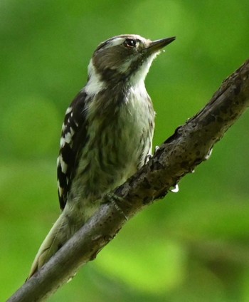 Japanese Pygmy Woodpecker Makomanai Park Wed, 8/3/2022