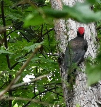 Black Woodpecker Makomanai Park Wed, 8/3/2022