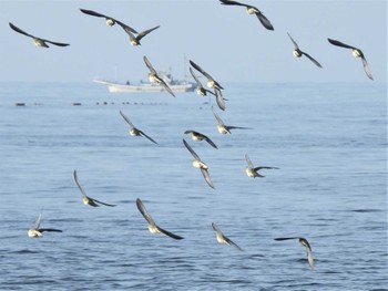 アオバト 大磯照ヶ崎海岸 2022年8月3日(水)