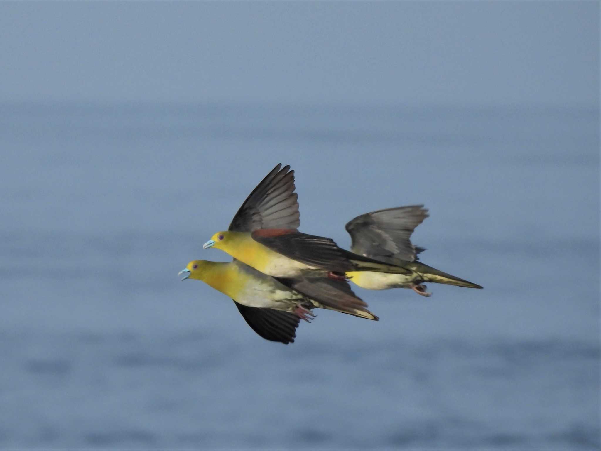 大磯照ヶ崎海岸 アオバトの写真 by モーさん