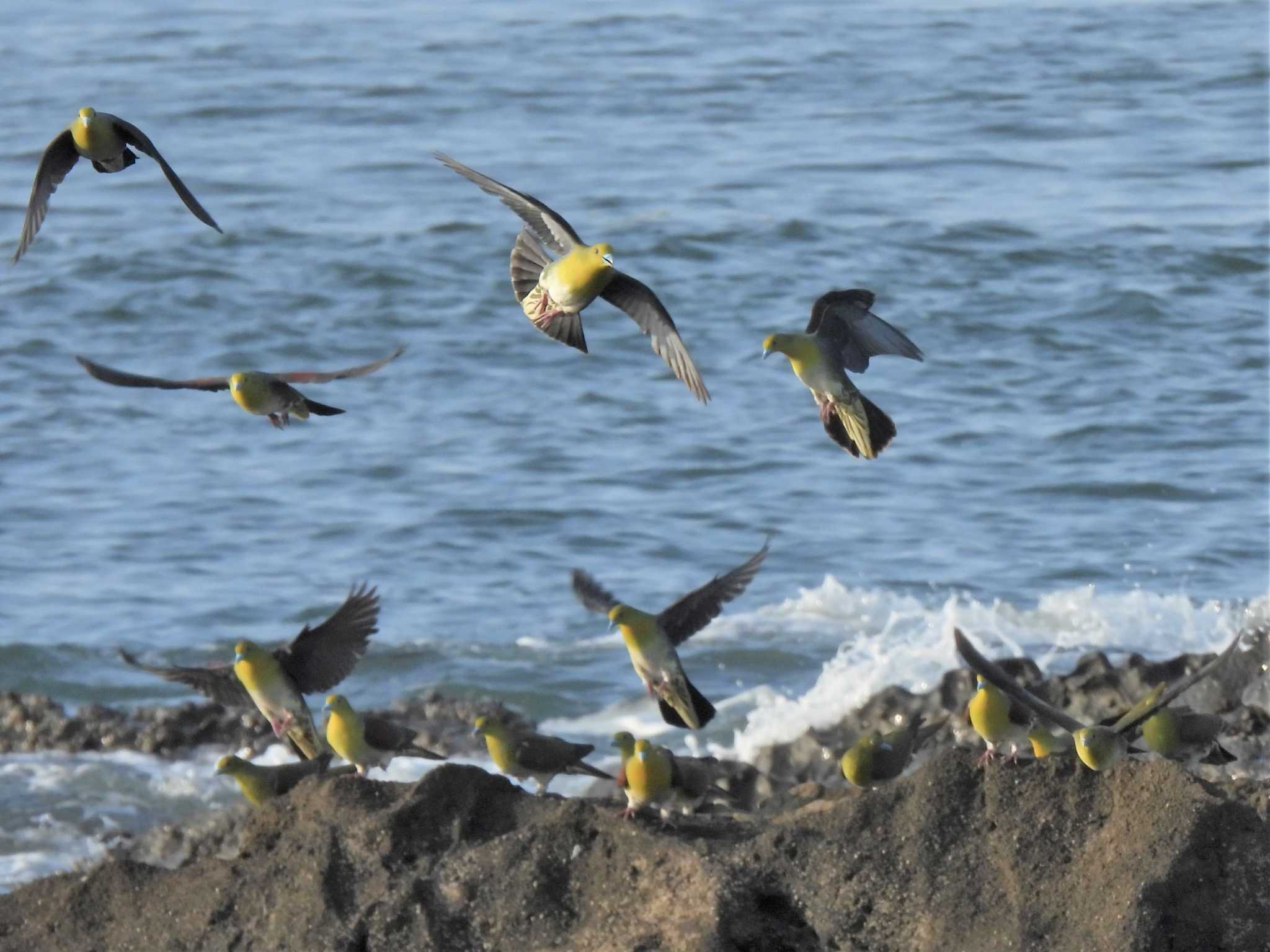 大磯照ヶ崎海岸 アオバトの写真 by モーさん