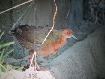 Ruddy-breasted Crake 奈良県 Wed, 8/3/2022