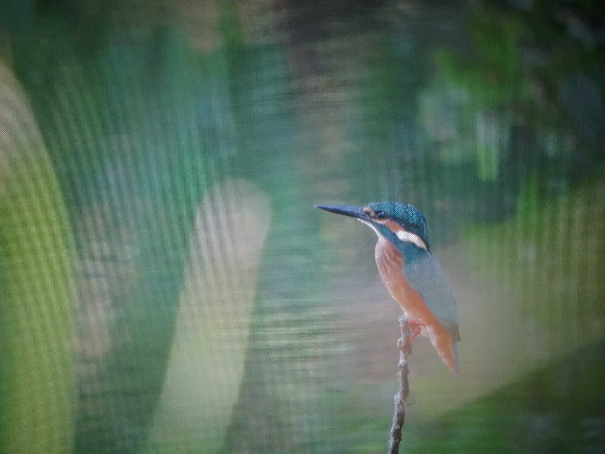 Photo of Common Kingfisher at 奈良県 by おもち