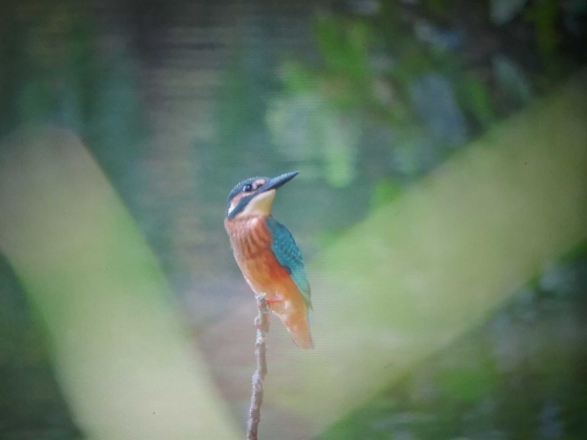 Photo of Common Kingfisher at 奈良県 by おもち