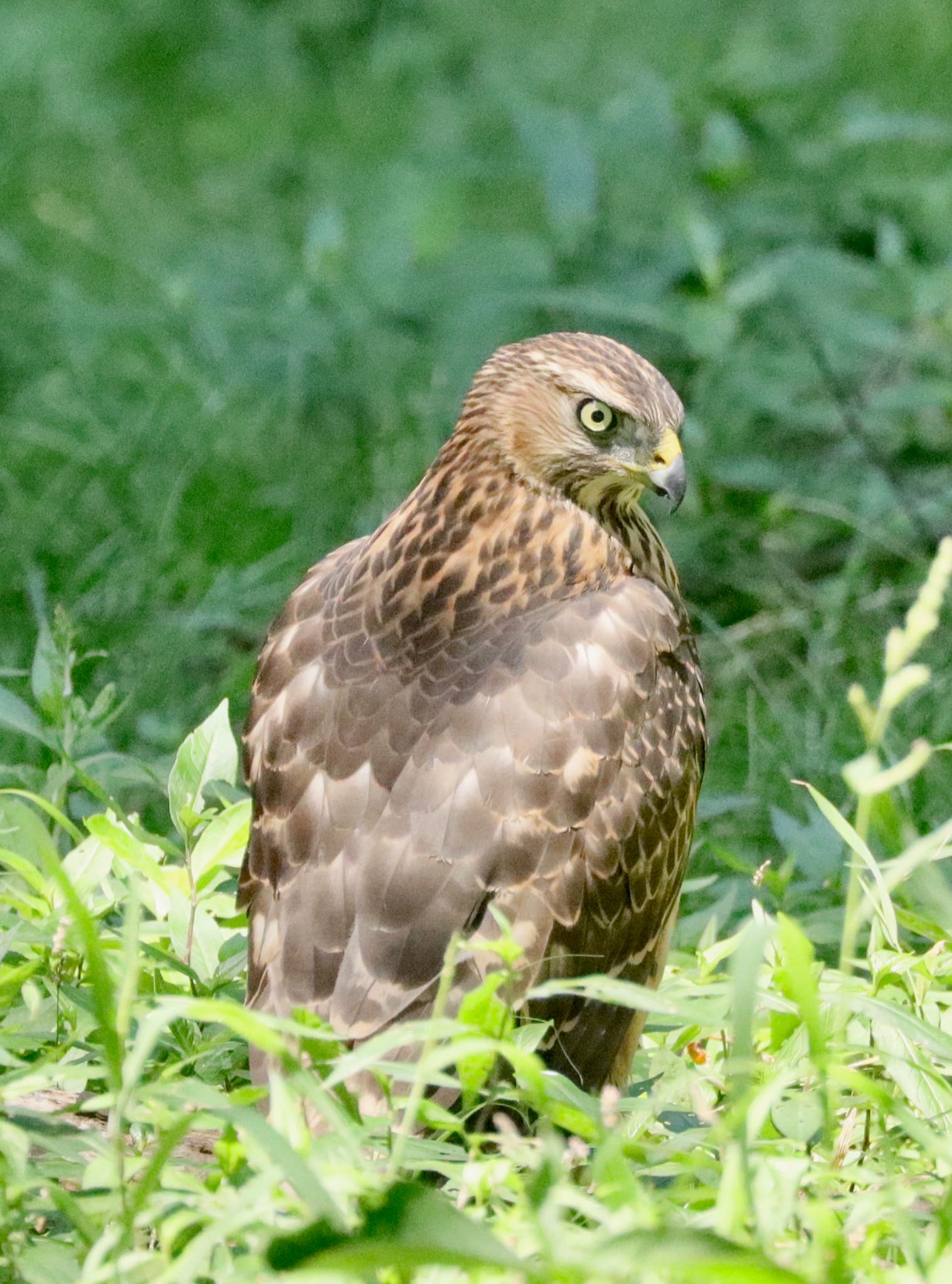 杉並区 オオタカの写真 by アカウント8317