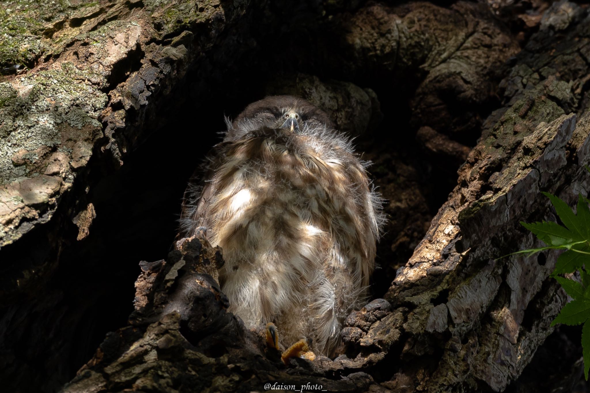 御霊神社(八王子) アオバズクの写真 by Daison