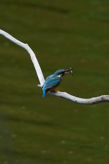 2022年8月3日(水) 西岡公園(西岡水源地)の野鳥観察記録