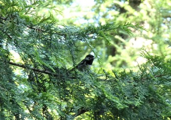 2022年7月2日(土) 中ノ茶屋の野鳥観察記録