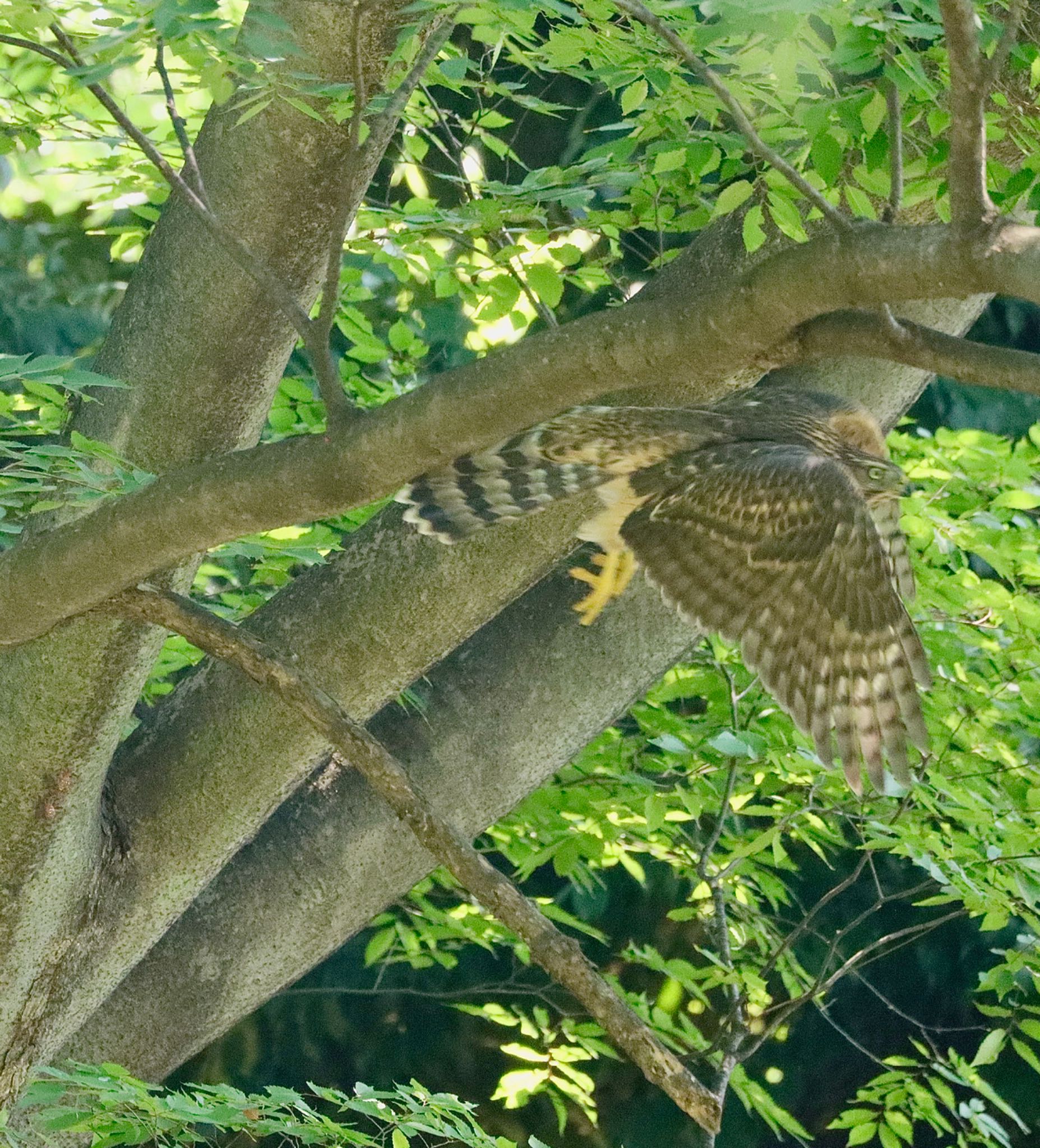 杉並区 オオタカの写真 by アカウント8317