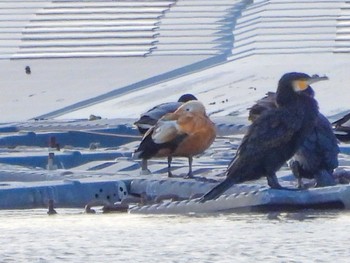 アカツクシガモ 佐賀県白石町の干拓地 2022年2月20日(日)