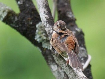 Meadow Bunting 秩父 Mon, 7/25/2022