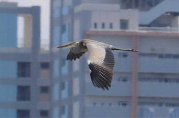 Wed, 8/3/2022 Birding report at Fujimae Tidal Flat